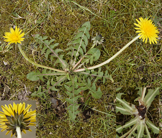 Bølget Vejmælkebøtte (Taraxacum undulatum)
