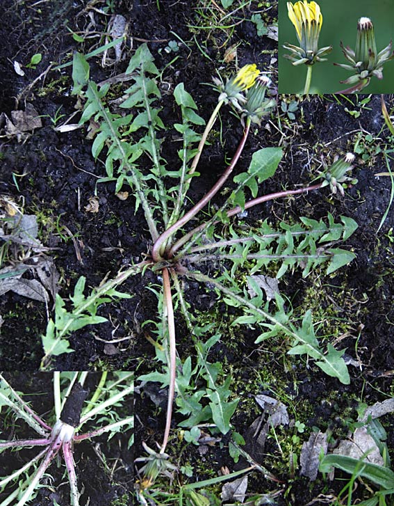 Kantet Vejmælkebøtte (Taraxacum subundulatum)