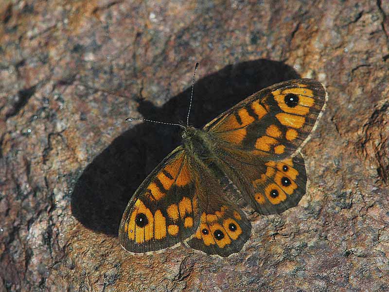 Vejrandøje Lasiommata Megera Naturbasen