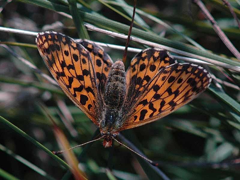 Violet Perlemorsommerfugl (Boloria dia)