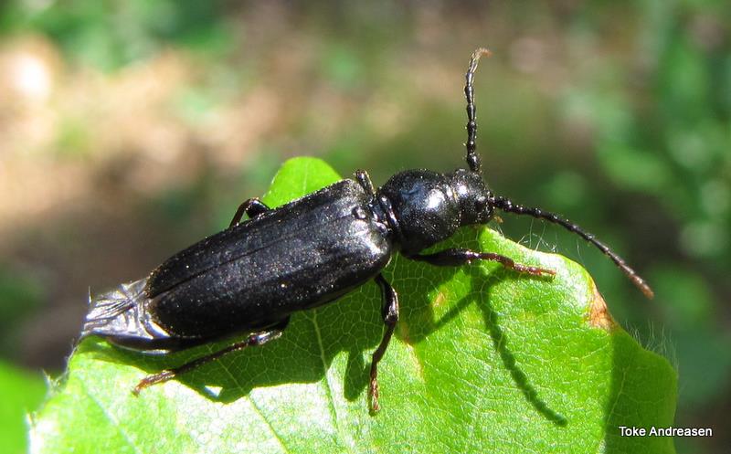 Granbarkbuk (Tetropium castaneum)