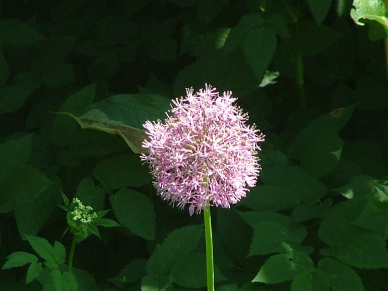 Allium aflatunense (Allium aflatunense)