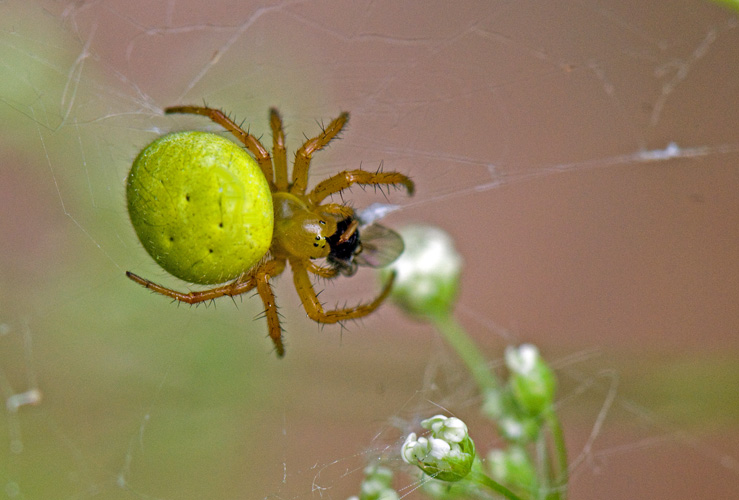 Araniella inconspicua (Araniella inconspicua)