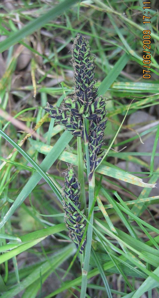 Hartmans Star (Carex hartmanii)