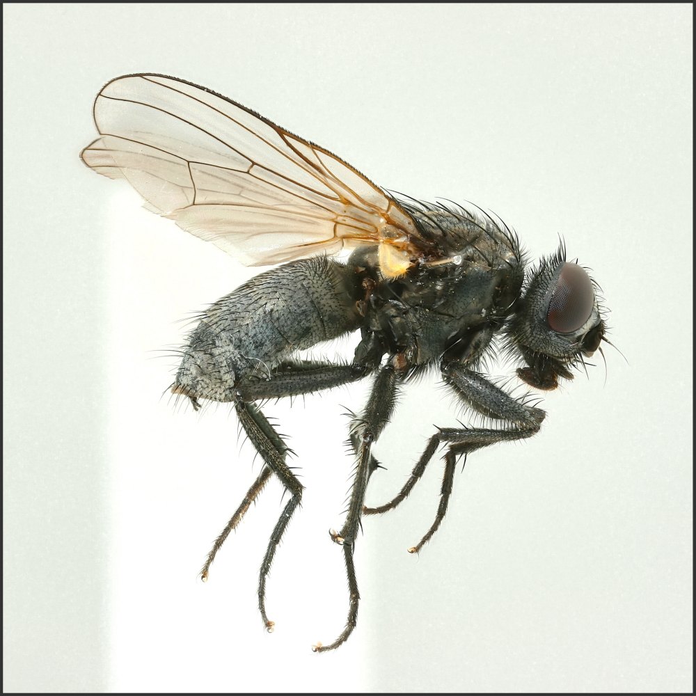 Drymeia vicana (Drymeia vicana)