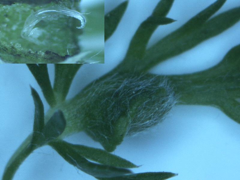 Subanguina millefolii (Subanguina millefolii)