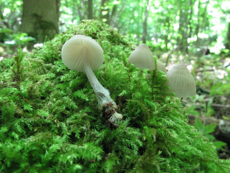 Sommer-Huesvamp (Mycena abramsii)