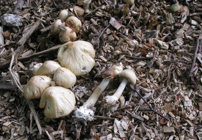 Året Agerhat (Agrocybe rivulosa)