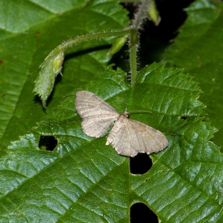 Grå Druemunkedværgmåler (Eupithecia immundata)