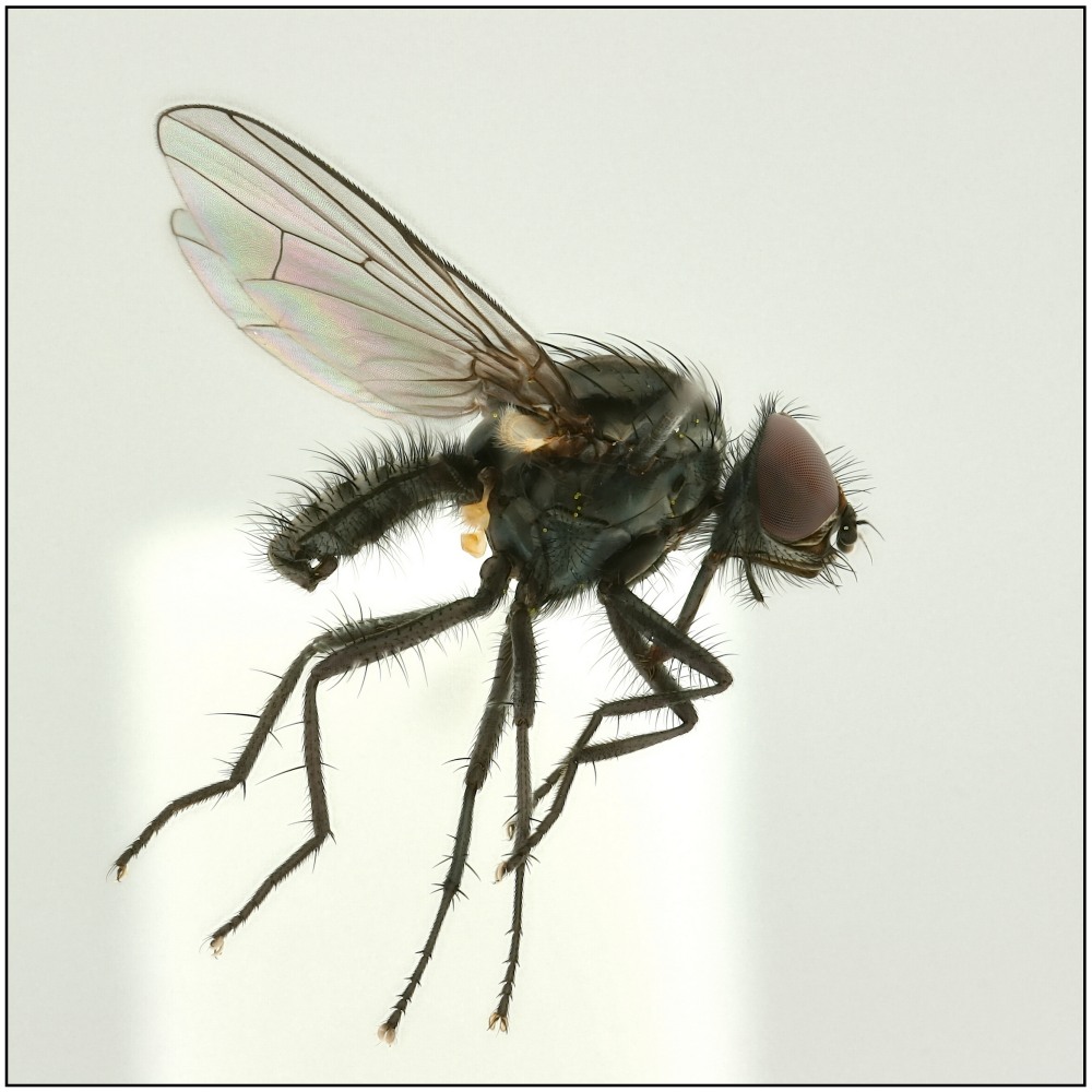 Pegoplata aestiva (Pegoplata aestiva)