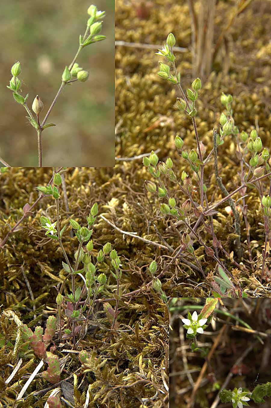 Kyst-Markarve (Arenaria serpyllifolia ssp. lloydii)