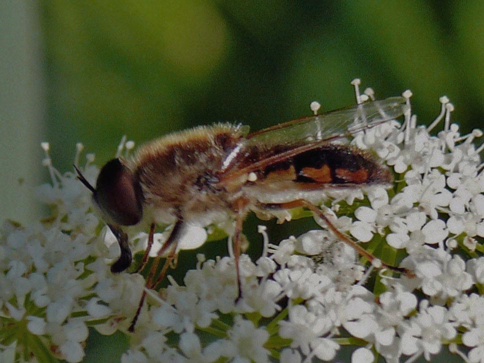 Odontomyia ornata (Odontomyia ornata)