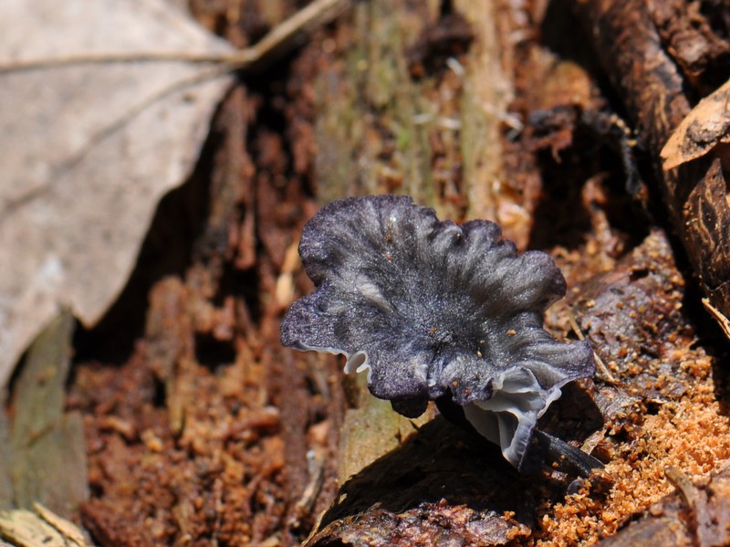 Sart Rødblad (Entoloma lepidissimum)