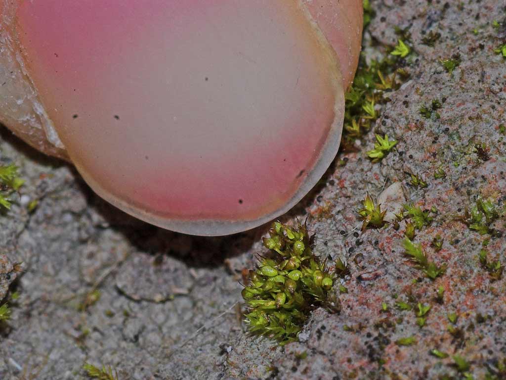 Bøjet Småmos (Microbryum curvicolle)