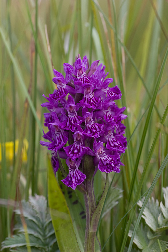 Vendsyssel-Gøgeurt (Dactylorhiza majalis ssp. purpurella var. cambrensis)