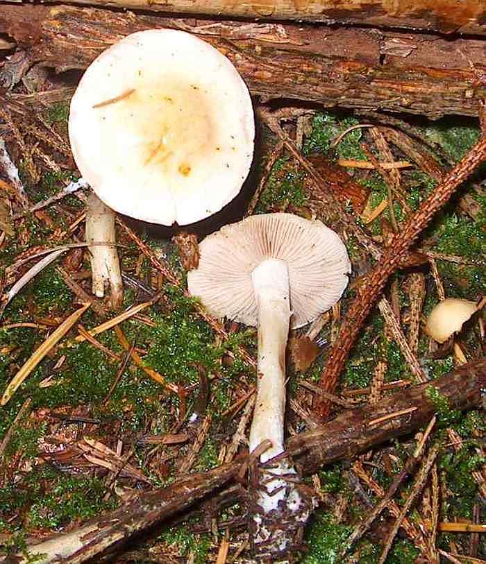 Skør Tåreblad (Hebeloma fragilipes)