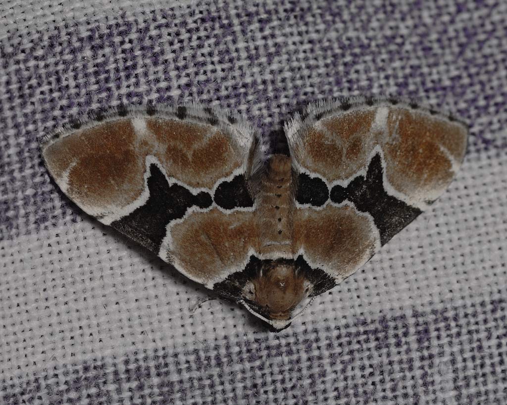 Frøstjerne-Bladmåler (Gagitodes sagittata)