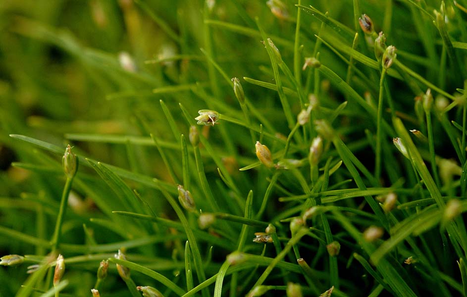 Flydende Kogleaks (Isolepis fluitans)