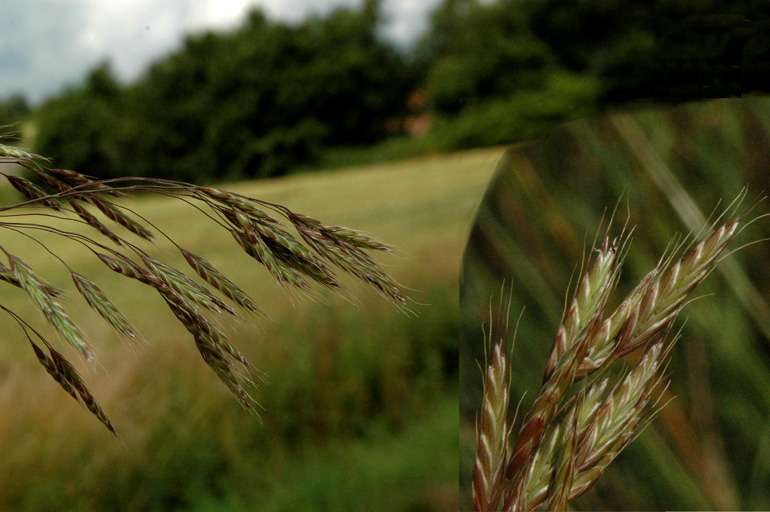 Ager-Hejre (Bromus arvensis)
