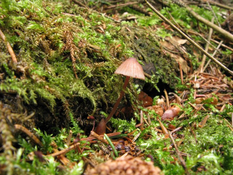 Rødmælket Huesvamp (Mycena sanguinolenta)