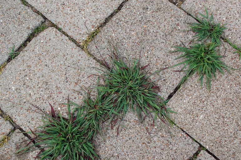 Liden Fingeraks (Digitaria ischaemum)