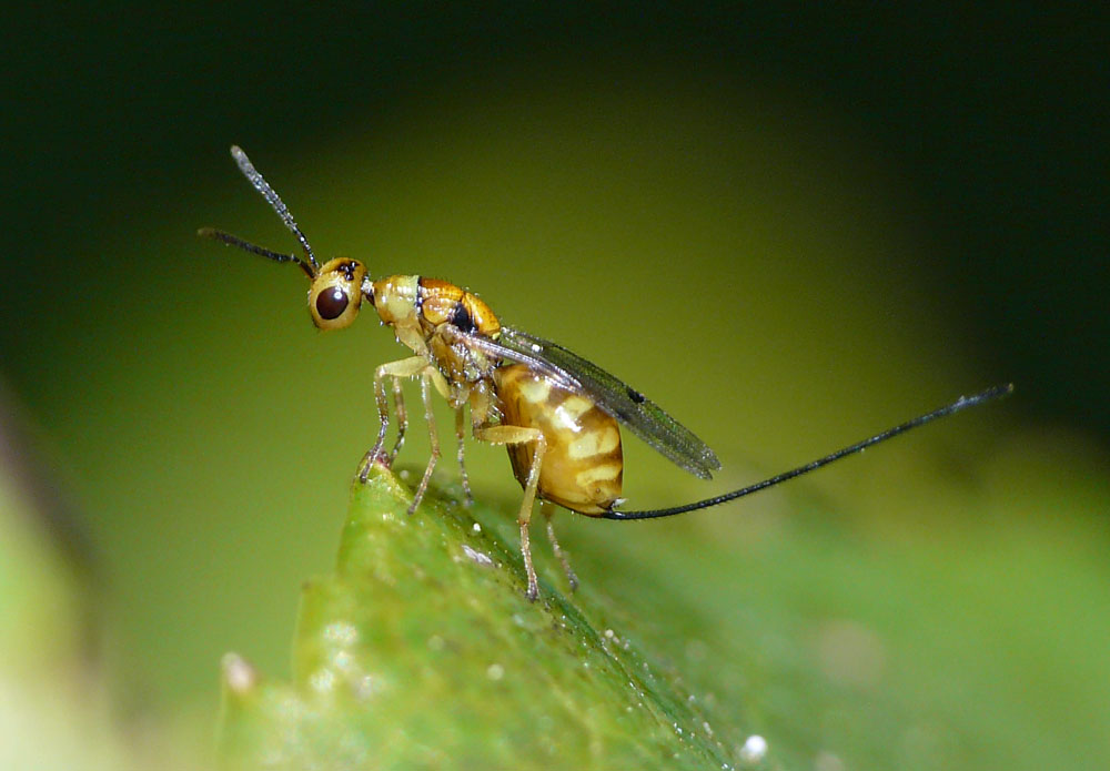 Megastigmus aculeatus (Megastigmus aculeatus)