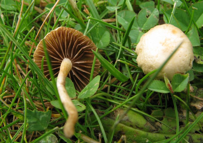Almindelig Agerhat (Agrocybe pediades)