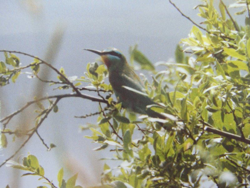 Grøn Biæder (Merops persicus)