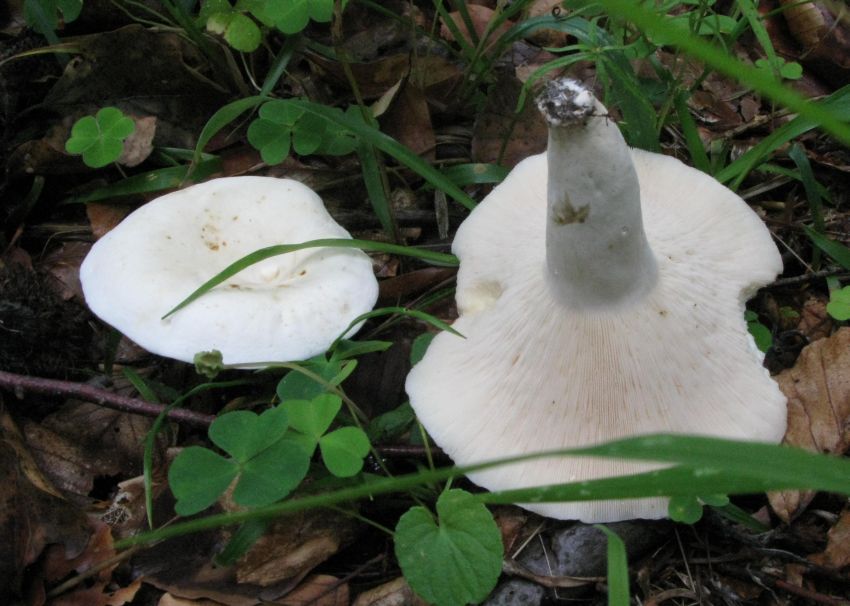 Peber-Mælkehat (Lactarius piperatus)