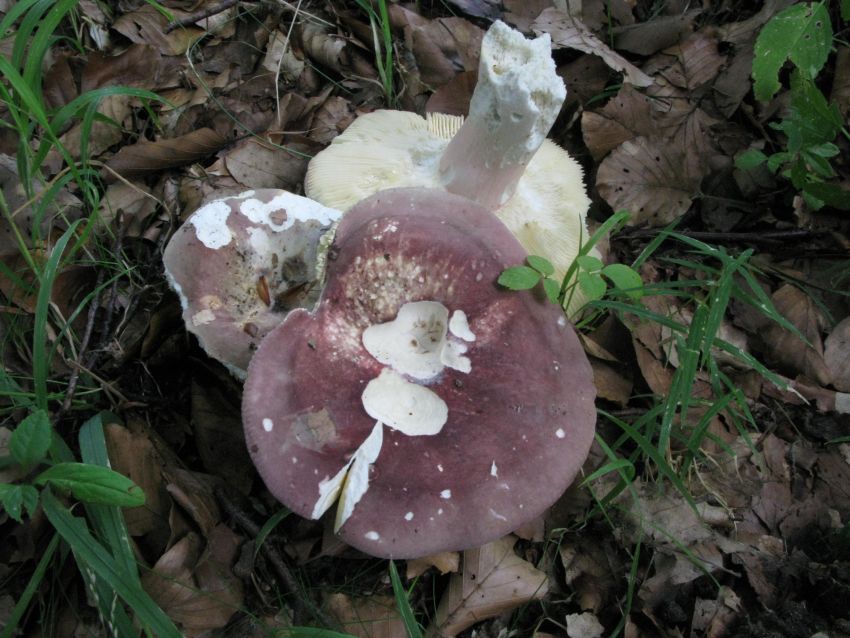 Stor Skørhat (Russula olivacea)