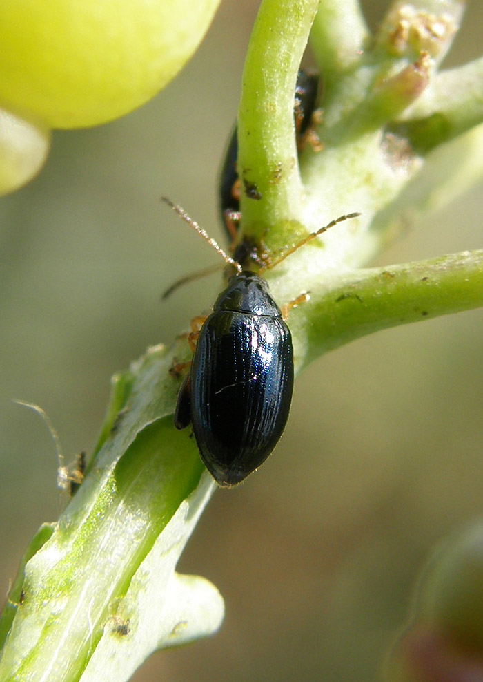 Psylliodes crambicola (Psylliodes crambicola)