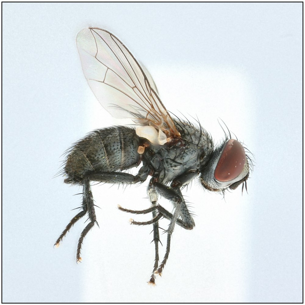 Oebalia cylindrica (Oebalia cylindrica)