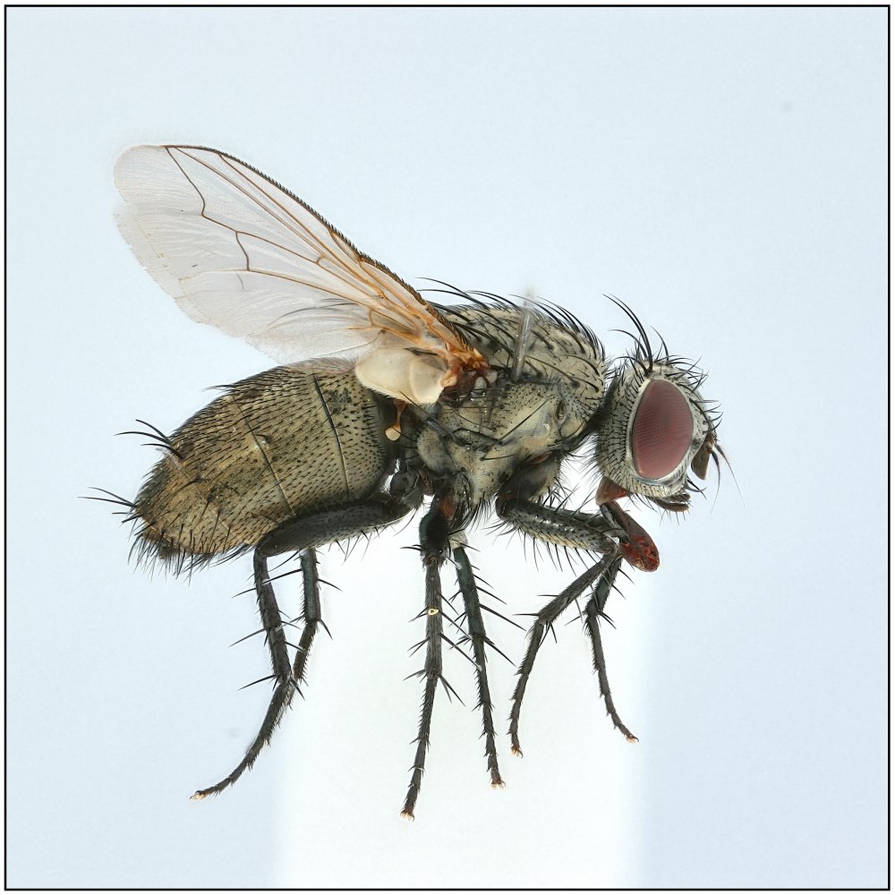 Sarcophila latifrons (Sarcophila latifrons)