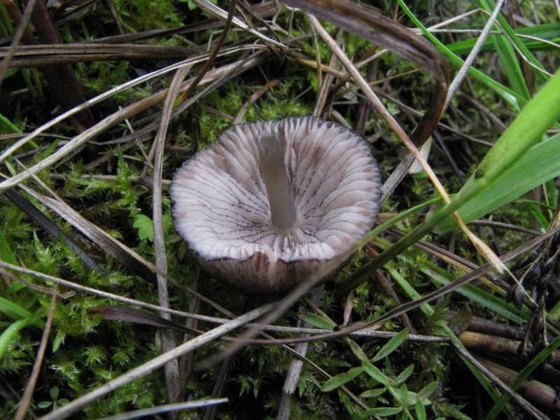 Savbladet Rødblad (Entoloma serrulatum)