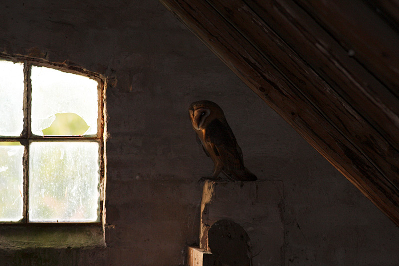 Slørugle (Almindelig/guttata) (Tyto alba guttata)