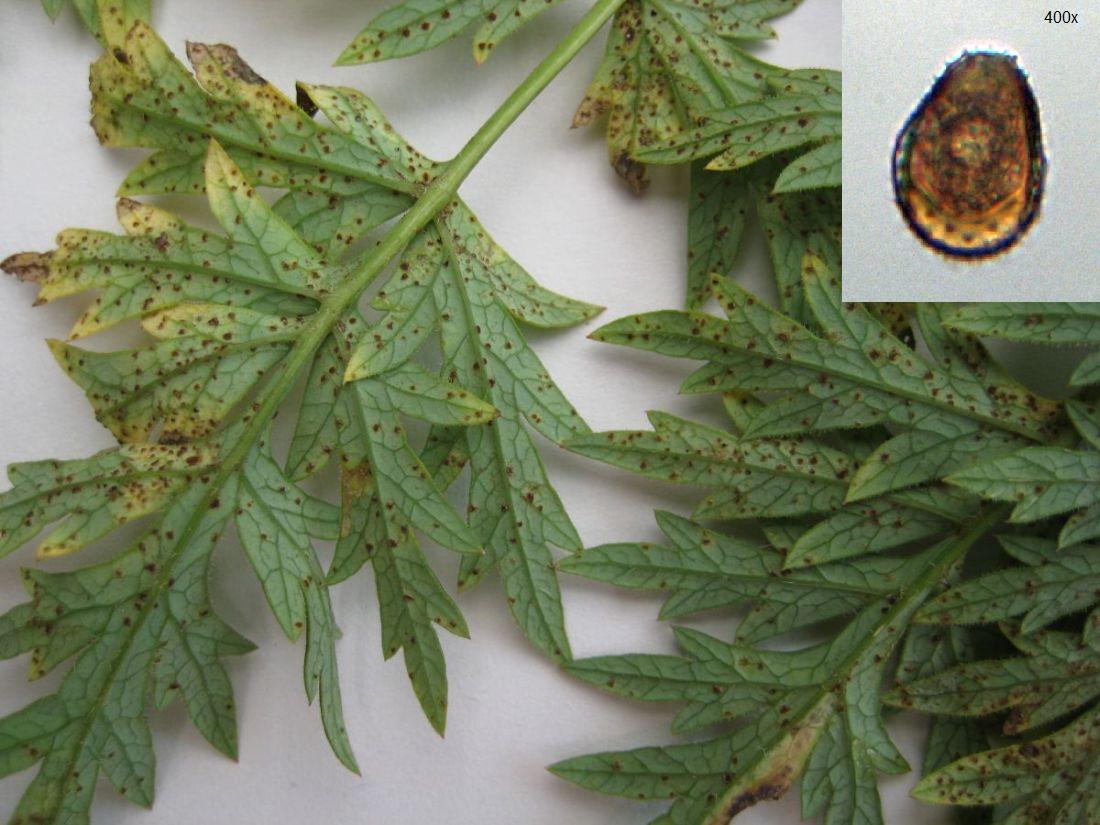 Puccinia libanotidis (Puccinia libanotidis)