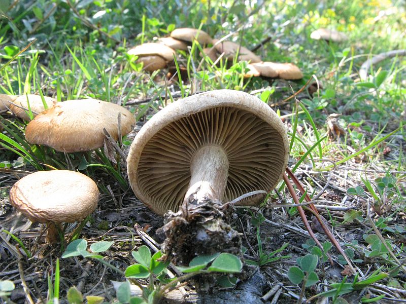 Agardhs Trævlhat (Inocybe agardhii)