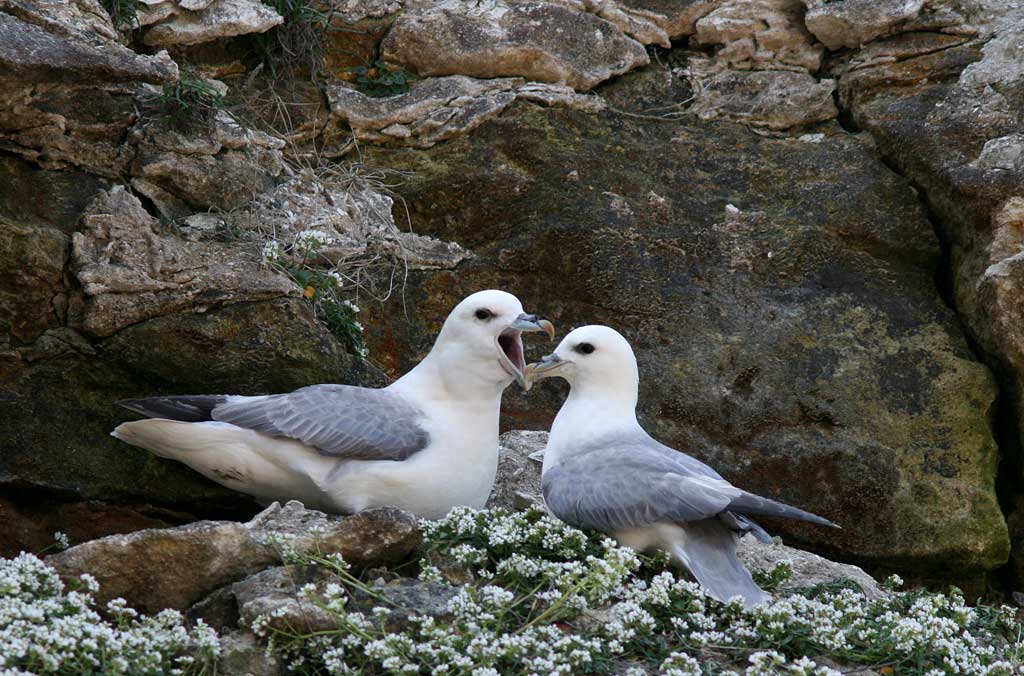 Mallemuk (Fulmarus glacialis)