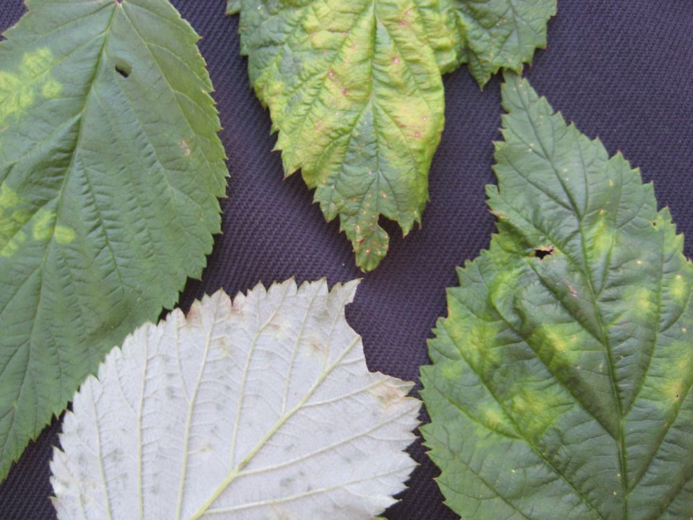 Hindbærbladgalmide (Phyllocoptes gracilis)