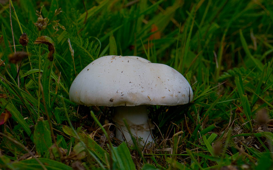 Ager-Champignon (Agaricus arvensis)