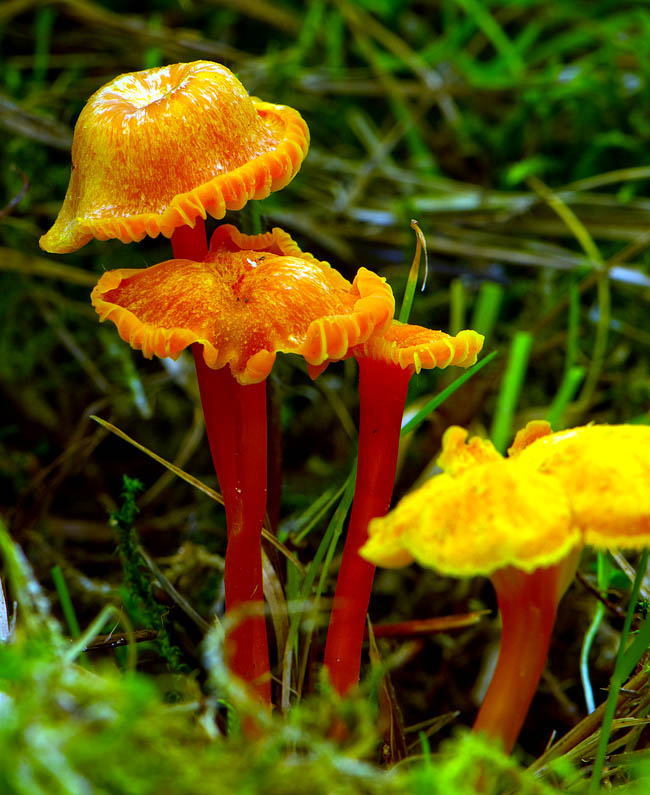 Kantarel-Vokshat (Hygrocybe cantharellus)