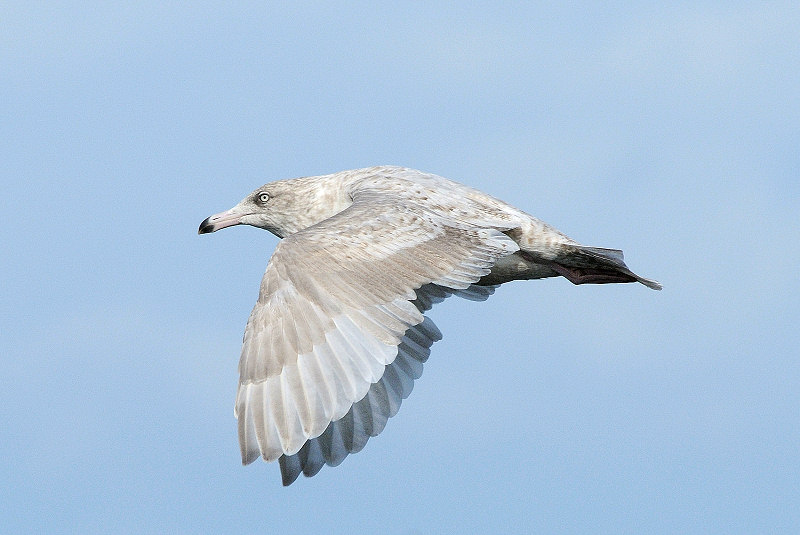 Sølvmåge x Gråmåge (hybrid) (Larus hyperboreus x L. argentatus)