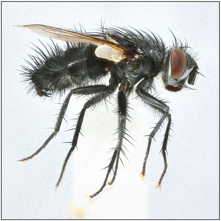 Lydella stabulans (Lydella stabulans)