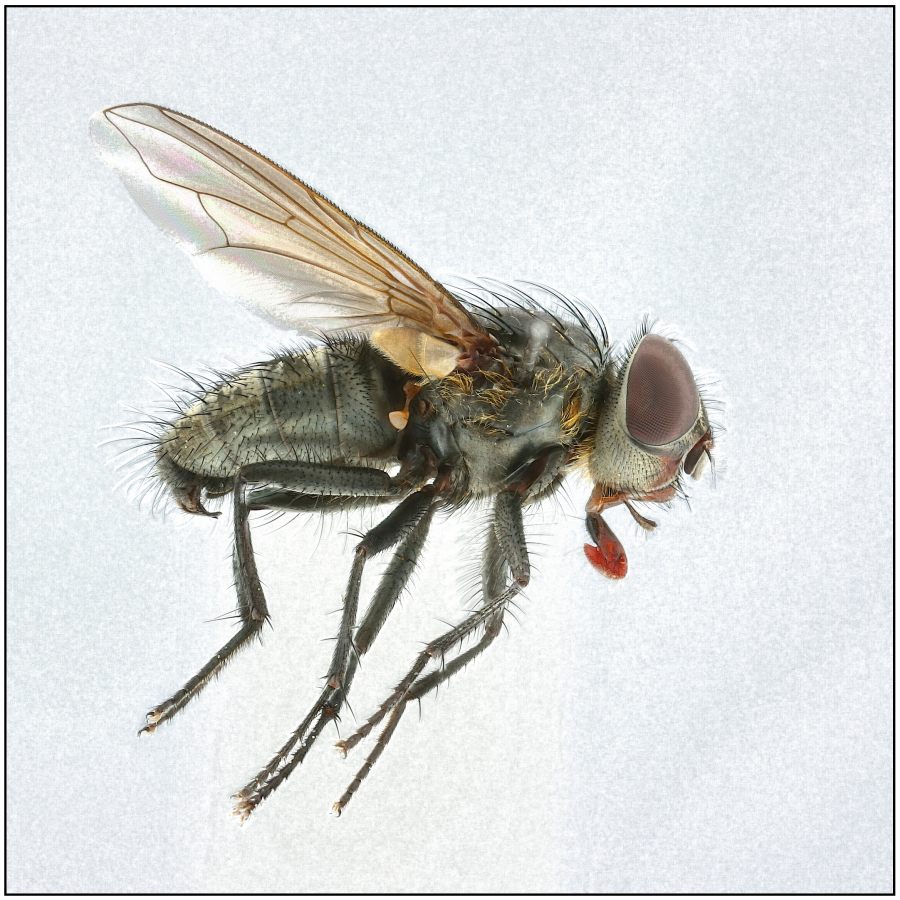 Pollenia griseotomentosa (Pollenia griseotomentosa)