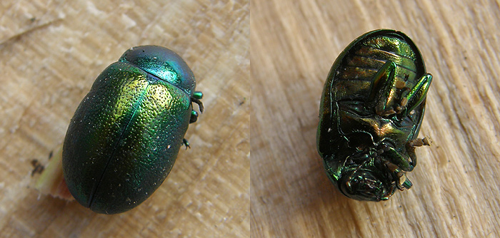 Bjergguldbille (Chrysolina graminis)