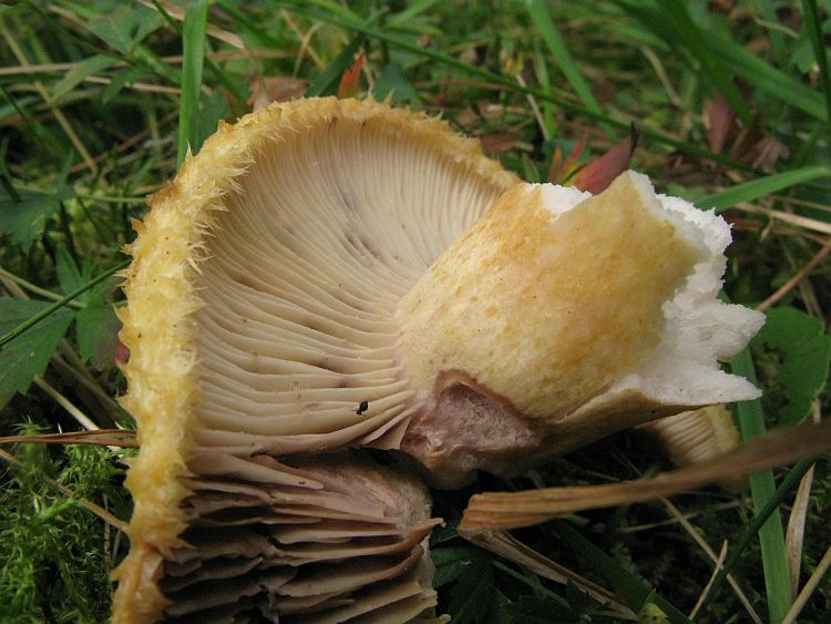 Prægtig Mælkehat (Lactarius repraesentaneus)