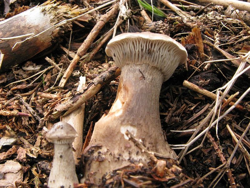 Køllefod (Ampulloclitocybe clavipes)