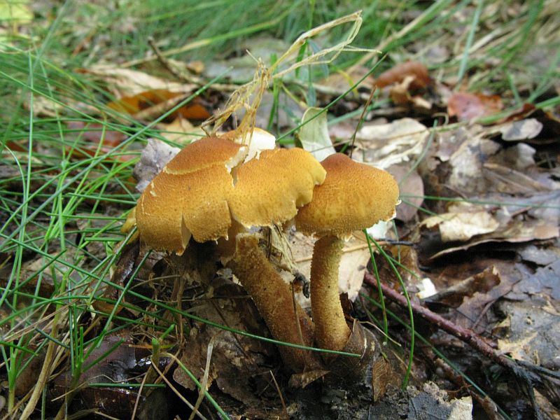 Okkergul Grynhat (Cystoderma amianthinum)