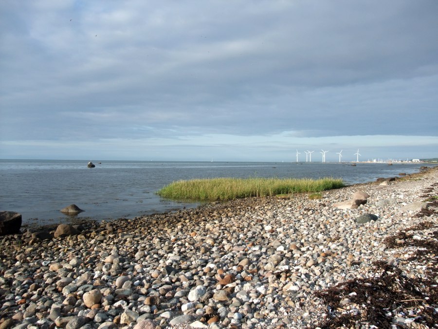 Engelsk Vadegræs (Spartina anglica)