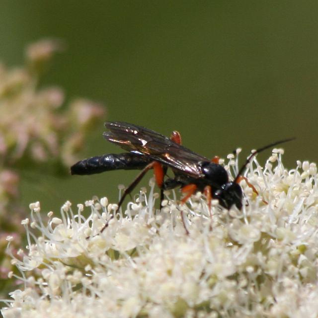 Ichneumon cessator (Ichneumon cessator)